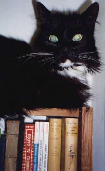 Mingus on a bookshelf