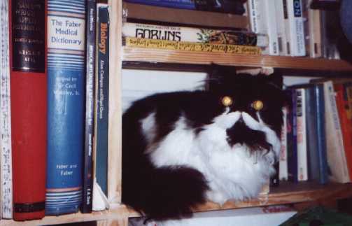 Splodge on a bookshelf