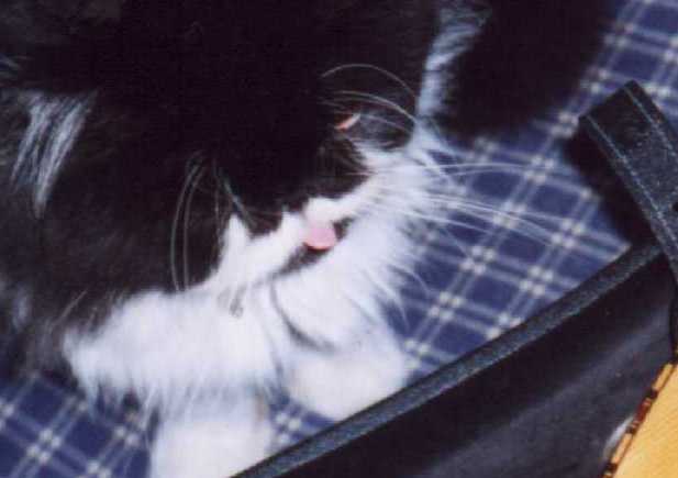 Splodge with his tongue out